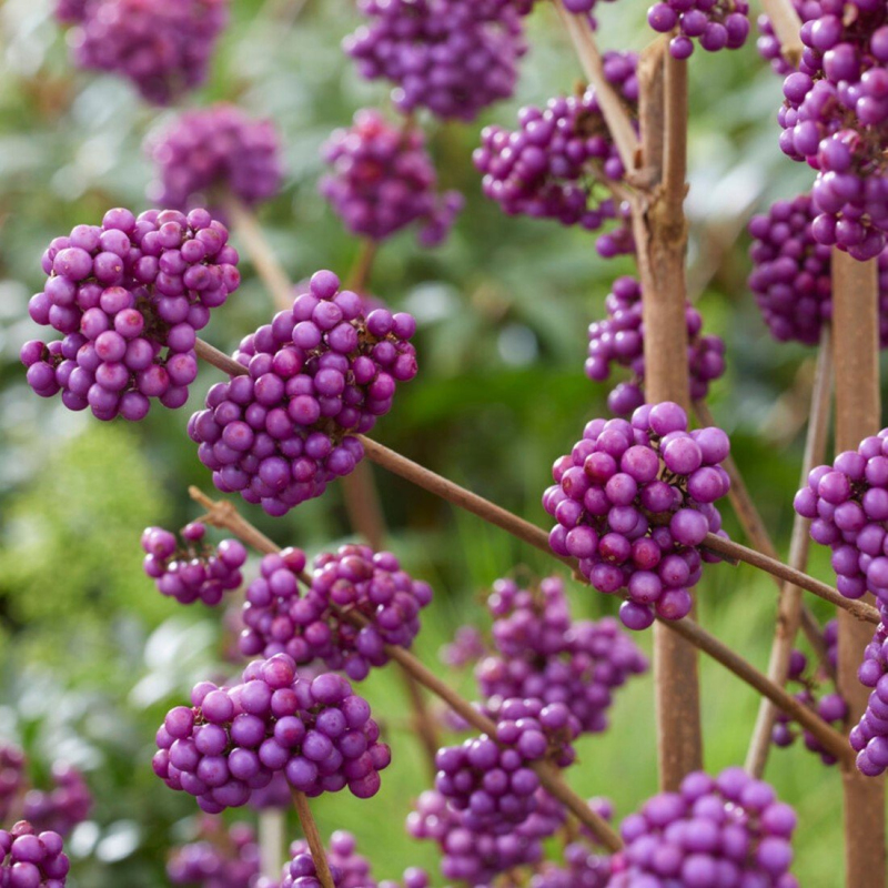 Krásnoplodka ´Giraldii´