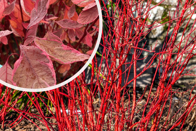 Svíb biely ´Miracle´