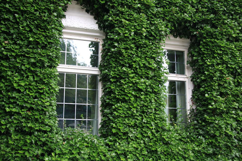 Brečtan popínavý Stena 180x120cm