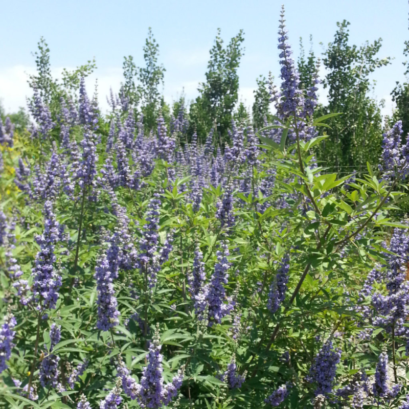Vitex ’Magical Summertime Blues’