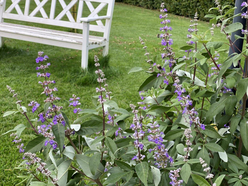 Vitex ’Magical Summertime Blues’