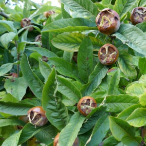 Mišpuľa ´Nottingham´, podp. Dula, kont. 5L