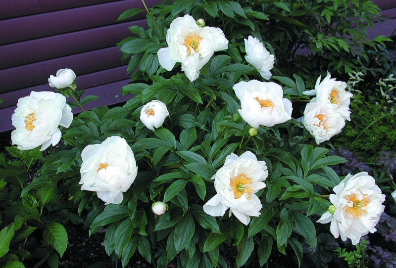 Pivonka čínska ´Miss America´