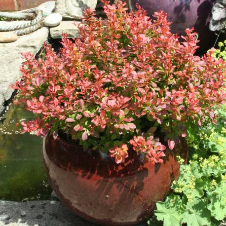 Dráč Thunbergov ´Admiration´