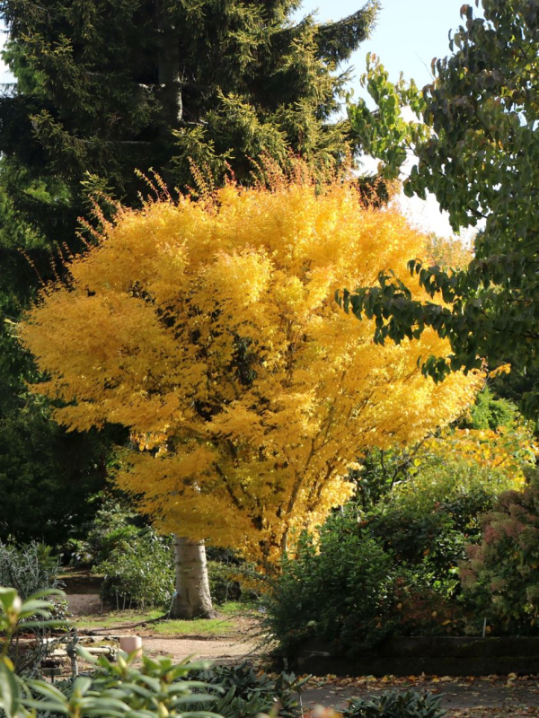 Javor dlaňovitolistý ´BI-HOO´