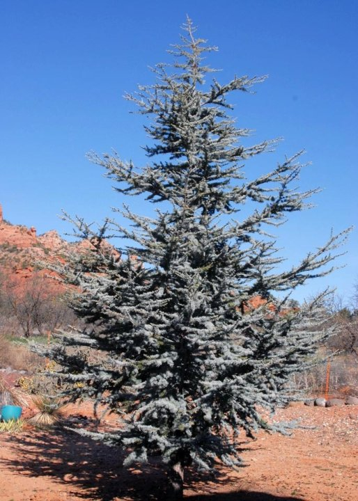 Céder atlantský ´Glauca´