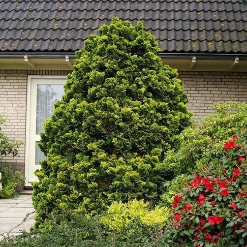 Cypruštek tupolistý ´Aurea Nana´ na kmienku