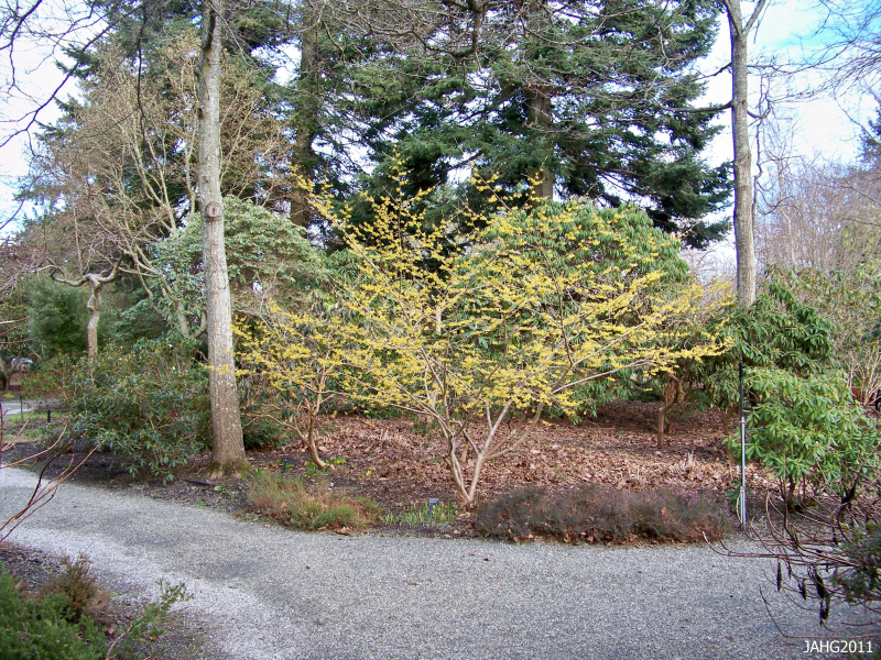 Hamamel prostredný ’Pallida’