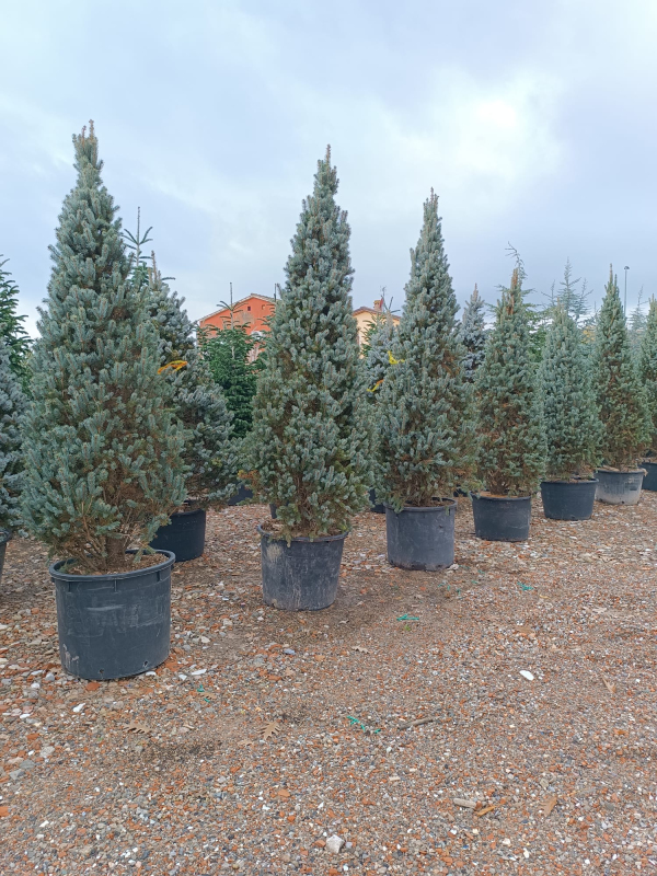 Smrek pichľavý ´Kosteriana Fastigiata Glauca´