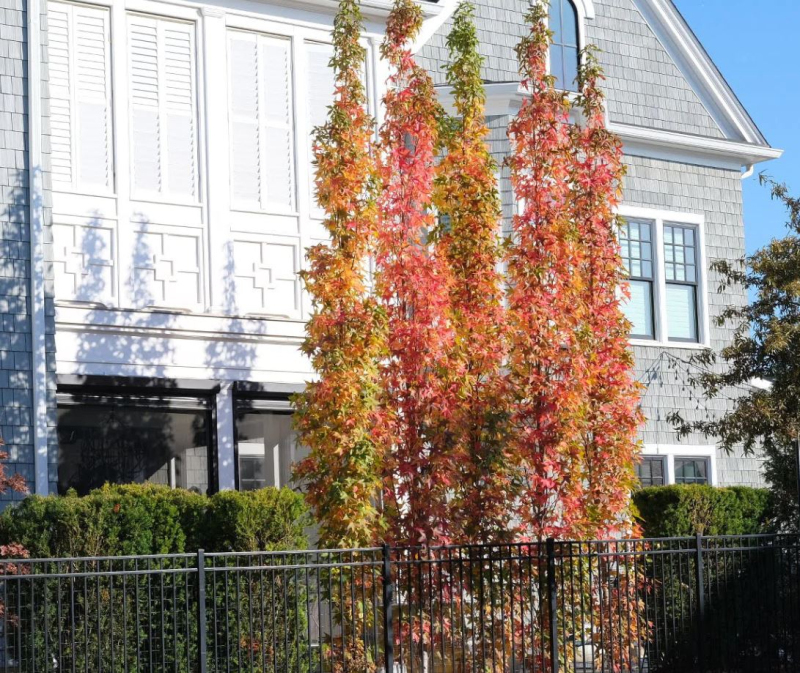 Ambrovník ´Slender Silhouette´ 200 - 250cm