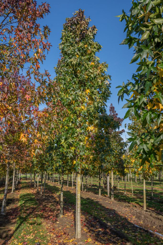 Ambrovník ´Slender Silhouette´ 200 - 250cm