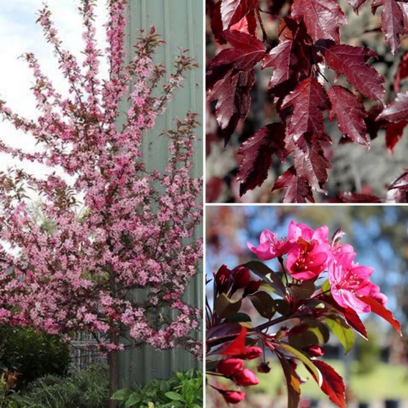 Jabloň okrasná ´Raindorps´