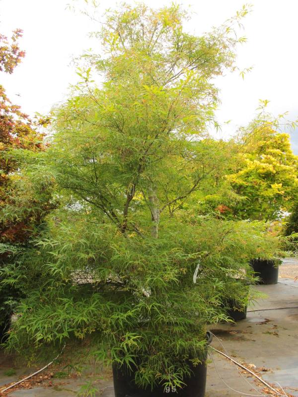 Javor dlaňovitolistý ´Kotono Itu´