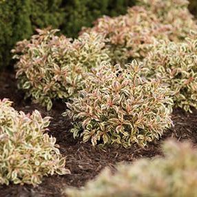 Vajgelia florida "Monet"