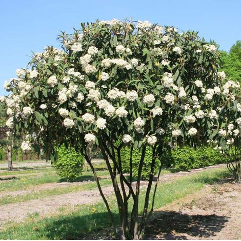 Kalina vrásčitolistá  5L