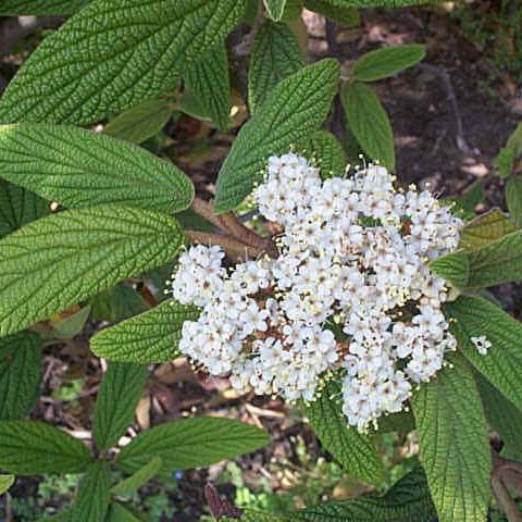 Kalina vrásčitolistá  5L