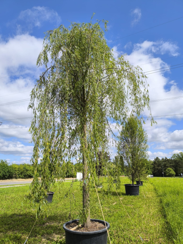 Vŕba previslá ’Pendula’
