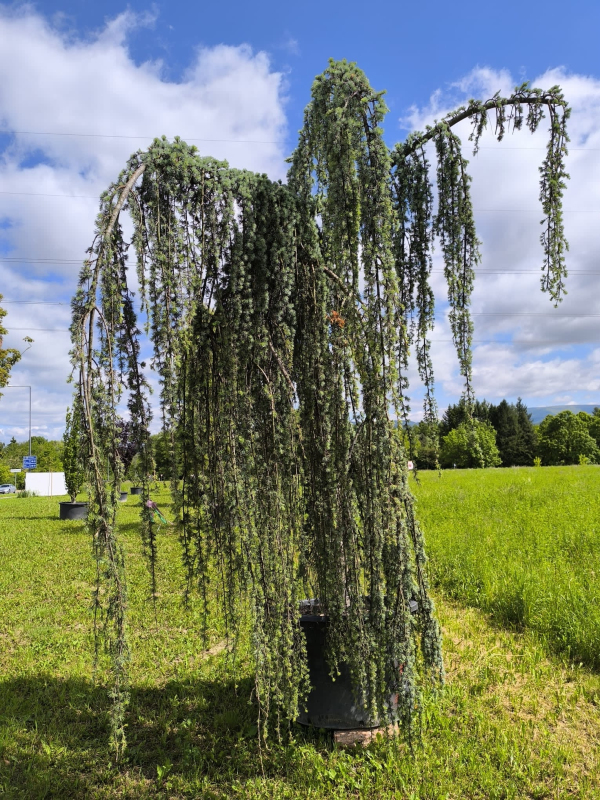 Céder atlantský ´ Glauca Pendula´ 200 - 250cm