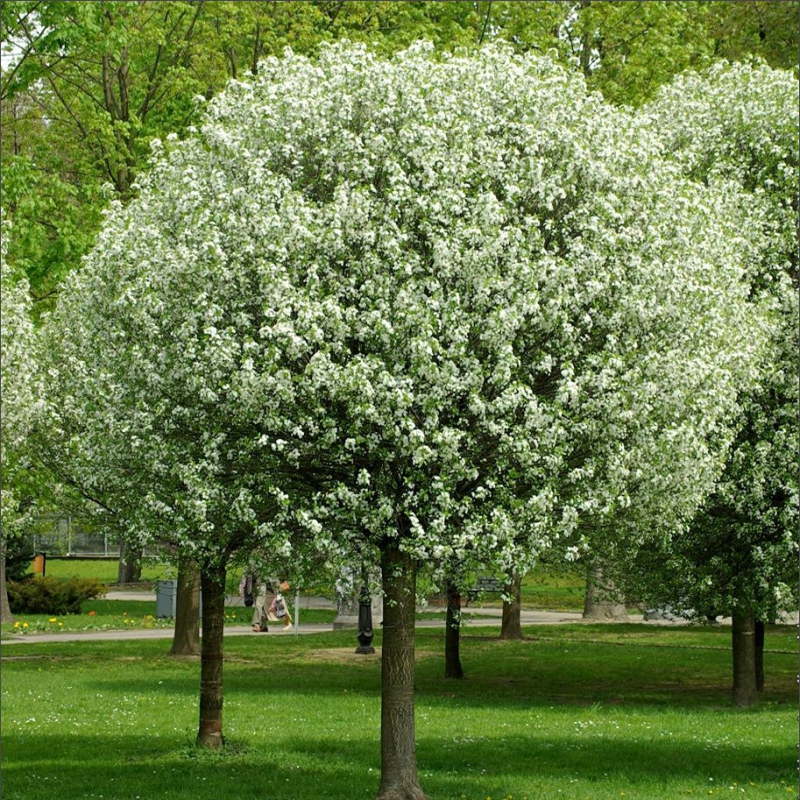 Čerešňa krovitá ´Umbraculifera´ na kmienku 230cm