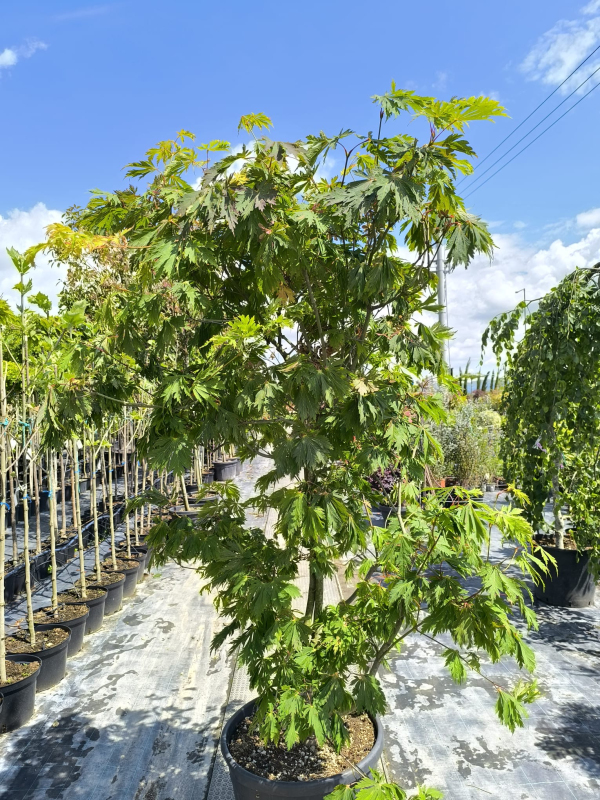 Javor japonský  ’Aconitifolium’