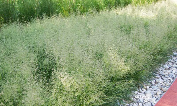 Kraslica prostredná 2l