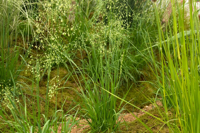 Kraslica prostredná 2l