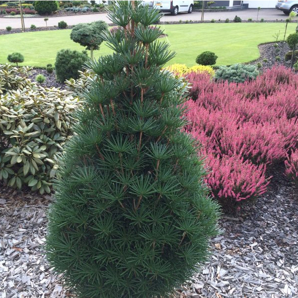 Dáždnikovec praslenovitý 80/100cm