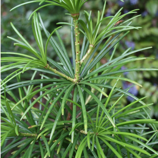 Dáždnikovec praslenovitý 80/100cm