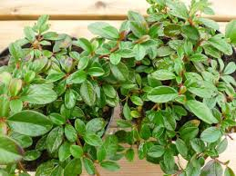 Skalník damerov ’Major’