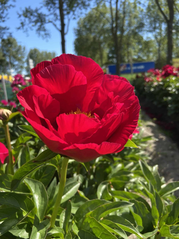 Pivonka čínska ´Blaze´