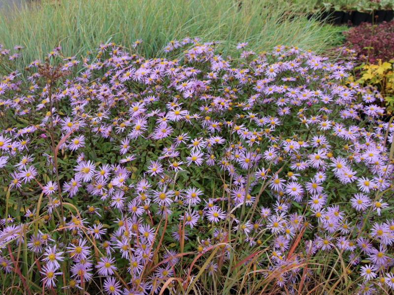 Astra pyrenejská ’Lutetia’