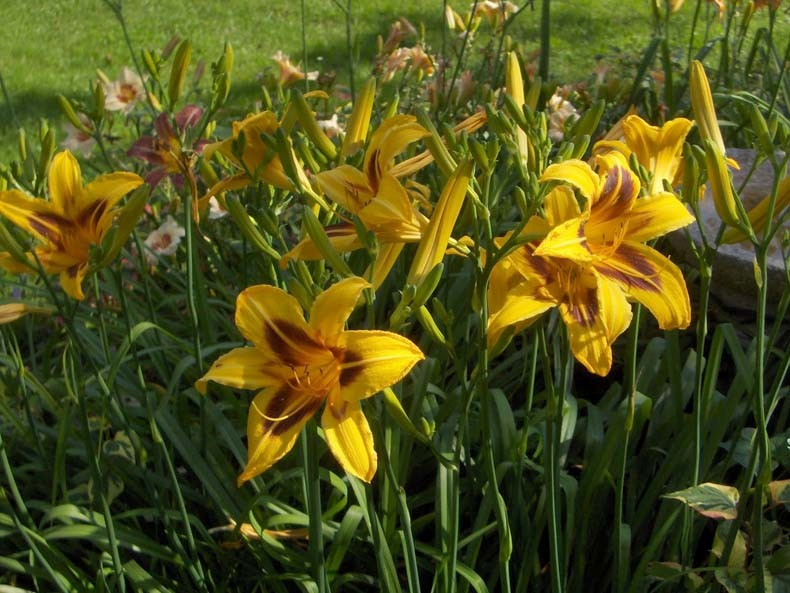 Ľaliovka ´Bonanza´