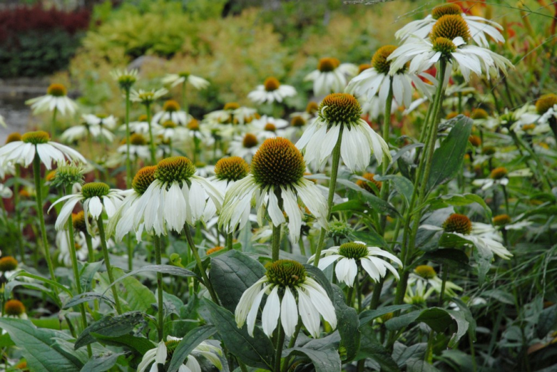Echinacea ´Alba´
