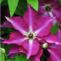 Plamienok ´Viva Polonia´