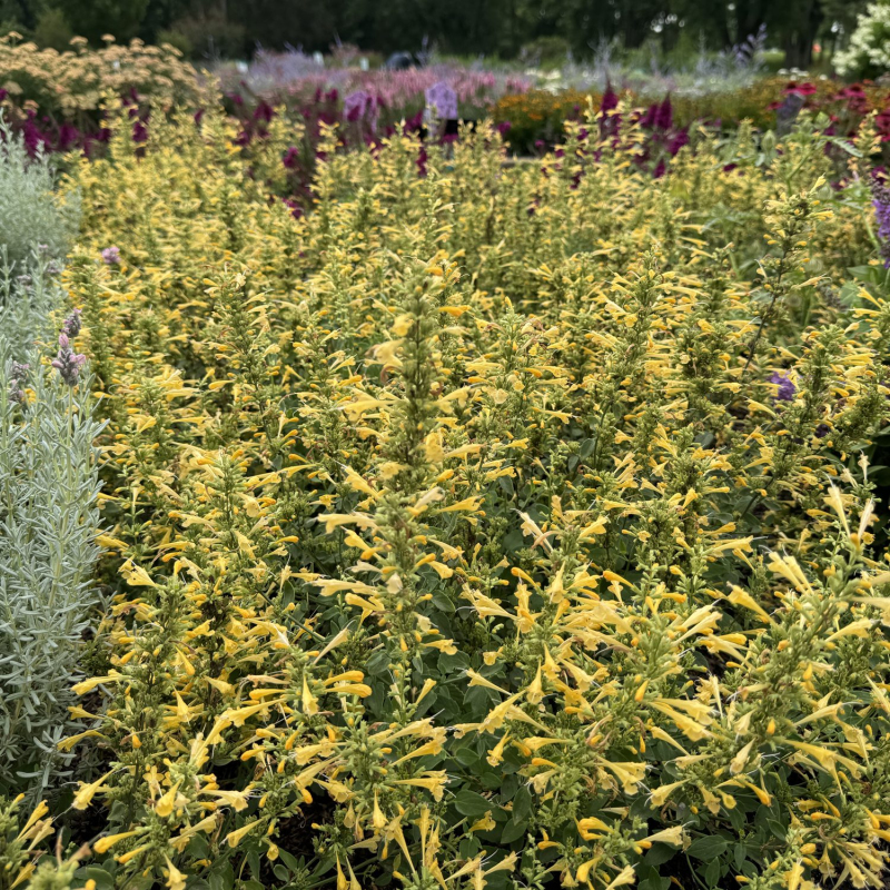 Agastache ´Summerlong  Lemon´