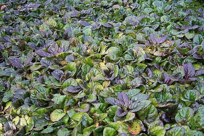 Zbehovec plazivý ´Atropurpurea´