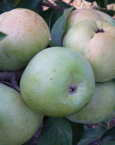 Jabloň ´Priesvitná letná´, podp. MM106, kont. 5l