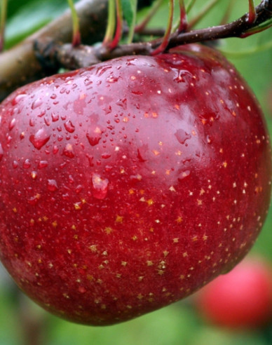 Jabloň ´James Grieve Red´, podp. M26, kont. 5l