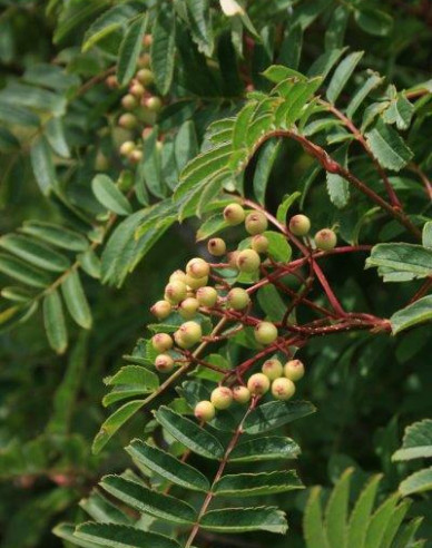 Jarabina ´Biela´ Stromčeková, kont. 5l