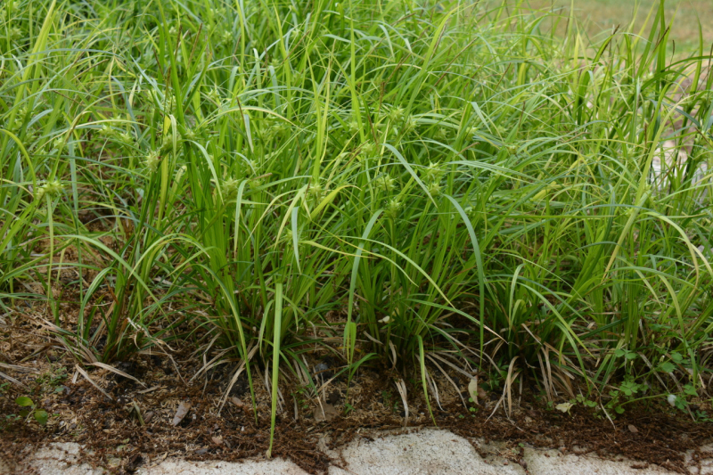 Ostrica ´ Grayova´