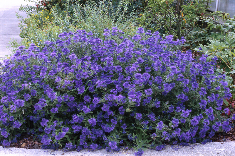 Bradavec klandonský ´Kew Blue´