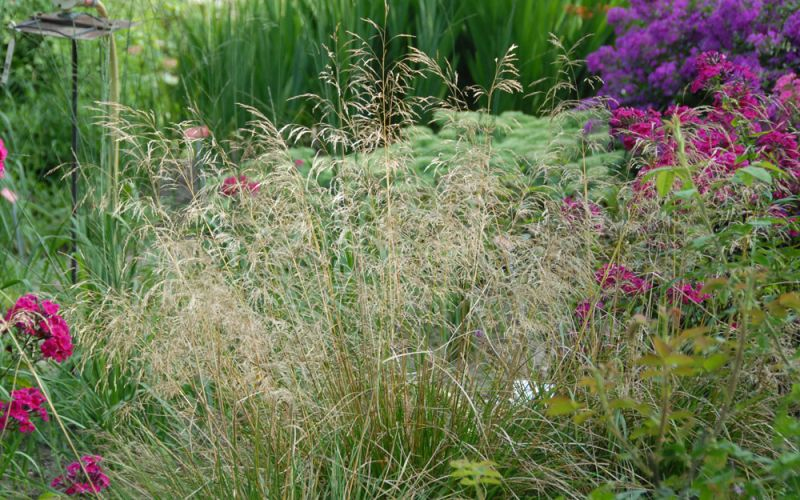 Metlica ’Bronzeschleier’