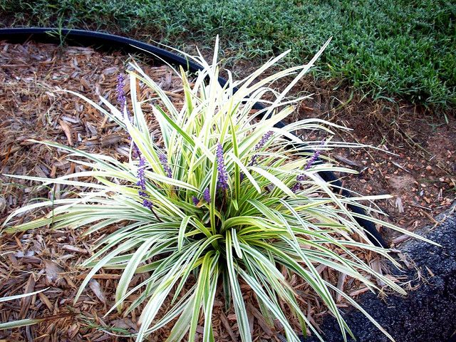 Liriopa modrincová ´Silver Dragon´