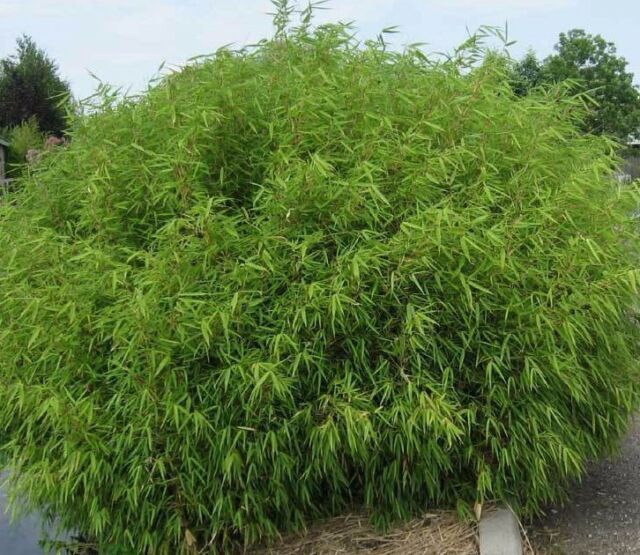 Bambus ´Fargesia Rufa´