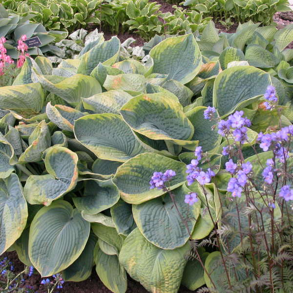 Hosta  ’Francess Williams’