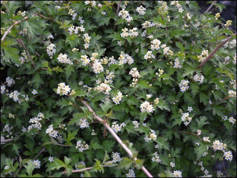 Korunkovec klavý ´Crispa´