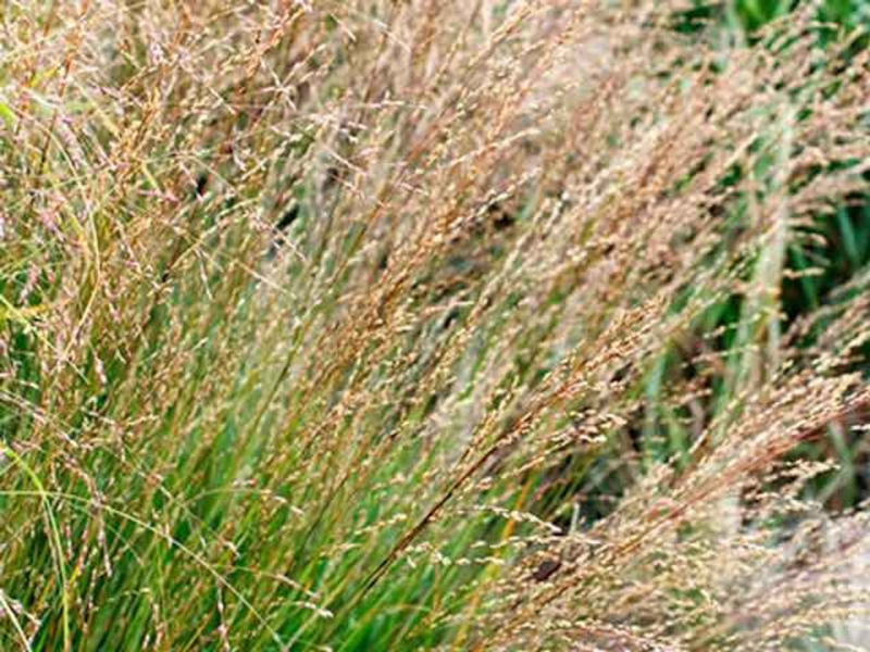 Bezkolenec ´Moorhexe´