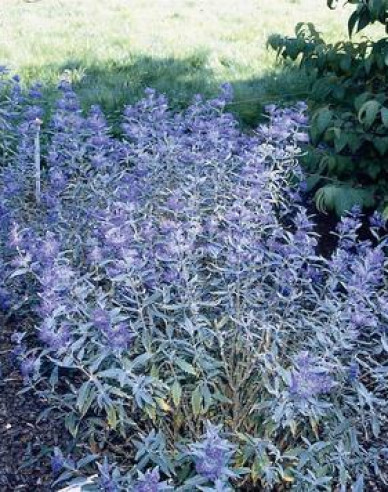 Bradavec klandonský "HEAVENLY BLUE" 2,5l