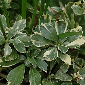 Pachysandra vrcholová ´Variegata´