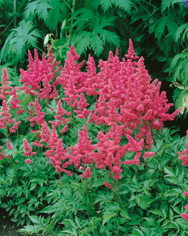 Astilba japonská ´Köln´
